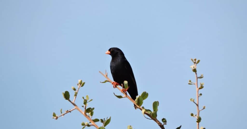 Birds that lay eggs in other birds' nests: Indigobird