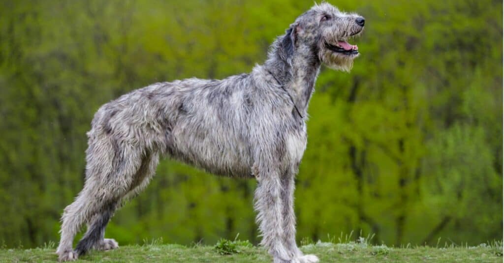 Irish wolfhound standing outside and looking up