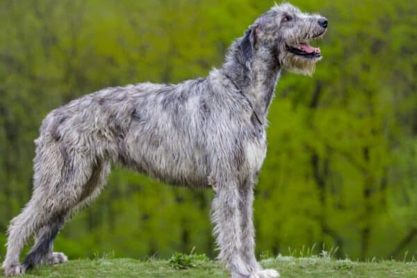 This breed was so good at doing its job that no wolves remained in Ireland by the 18th century. 