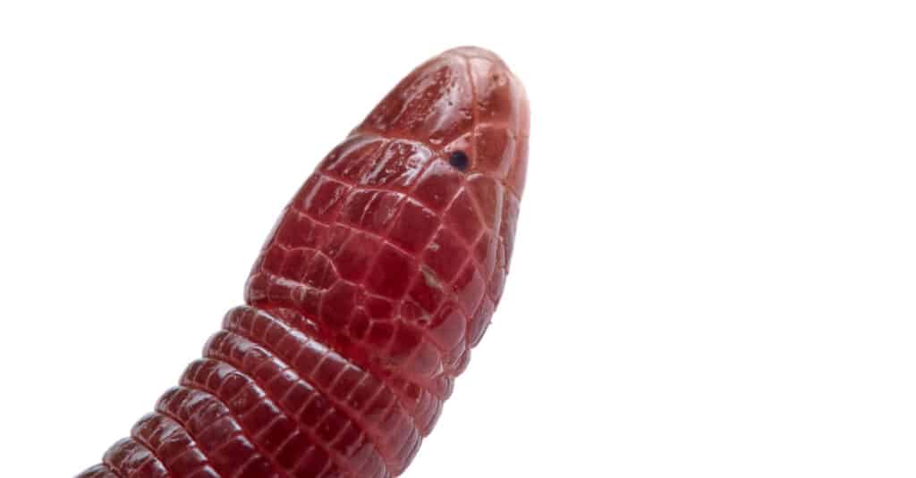Isolated Mexican Mole Lizard