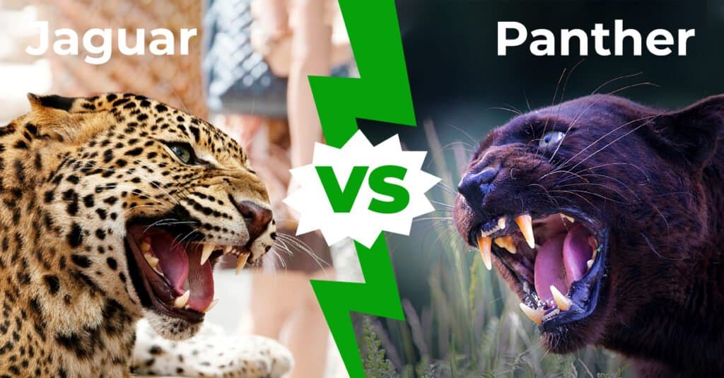 Jaguar vs Panther - 1200 X 627