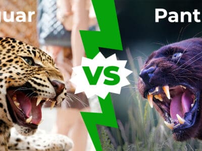 A Jaguar vs Panther: 6 Key Differences Between These Stealthy Cats
