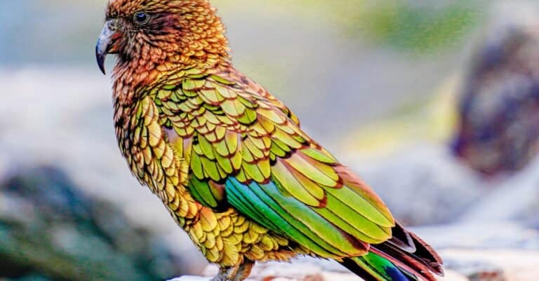 Animals That Laugh: Kea Parrot