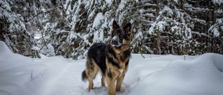 King Shepherd in snow