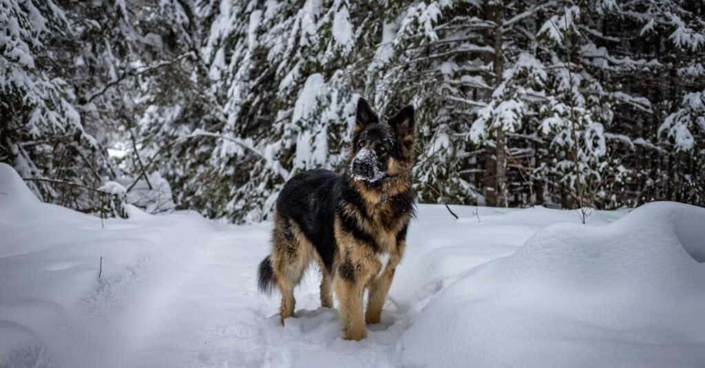 King Shepherd on a snowshoe trail.