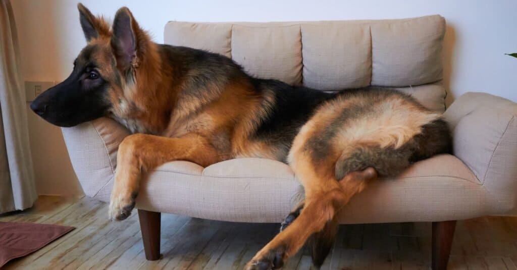 King shepherd lying on a sofa.