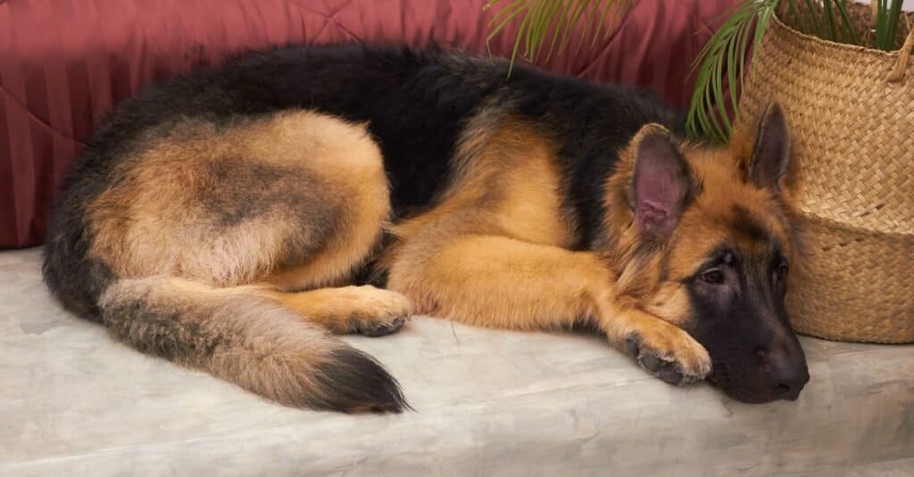 King german hot sale shepherd breeders