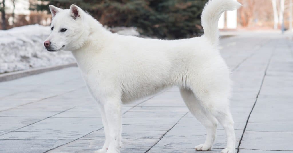 Kishu standing tall