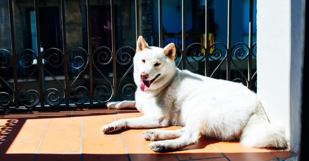 Kishu laying in the sun on the porch
