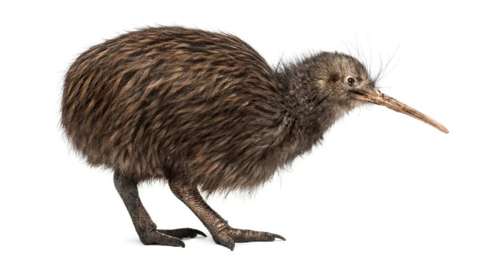 Kiwi