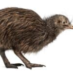 The Kiwi is a flightless bird with tiny wings and loose feathers.