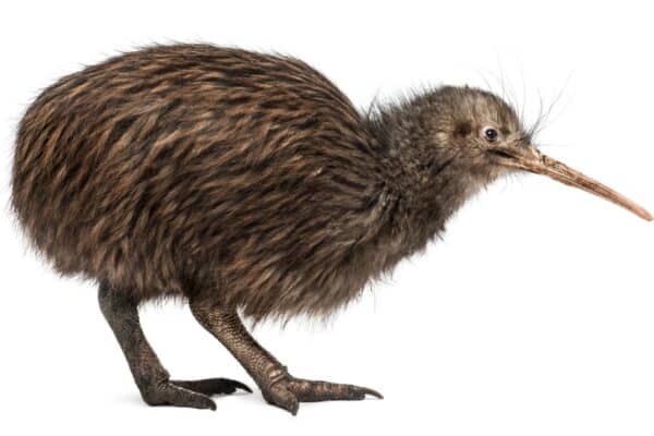 The Kiwi is a flightless bird with tiny wings and loose feathers.