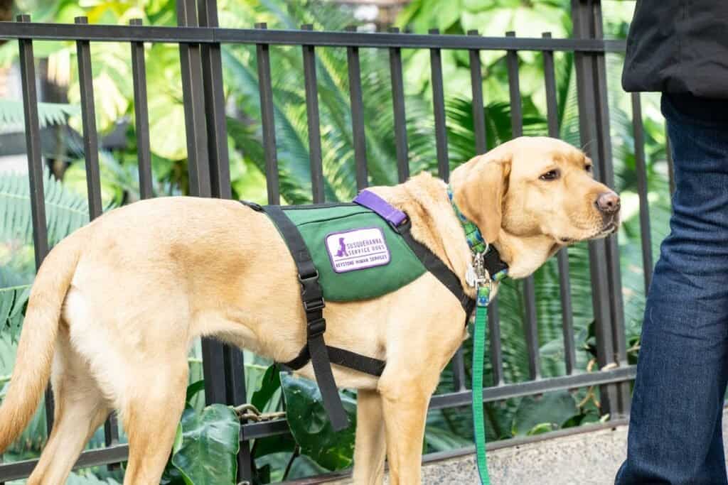 9 Types of Service Dogs AZ Animals