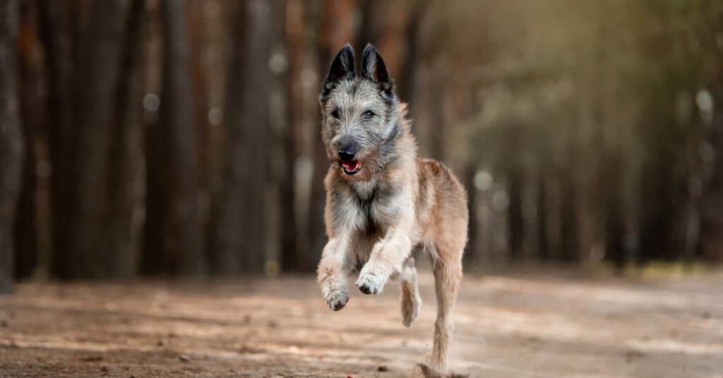 Laekenois running down a path with tongue out