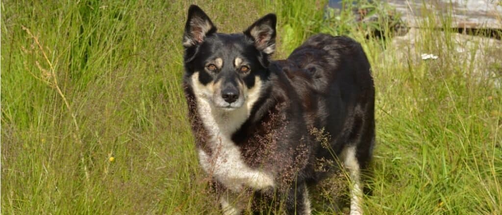 Lapponian herder standing in tall field