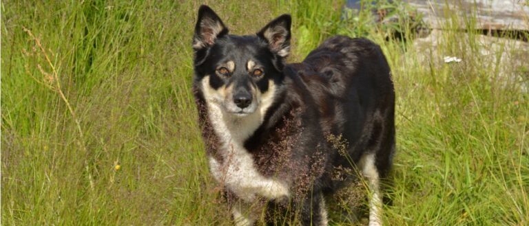 Lapponian Herder