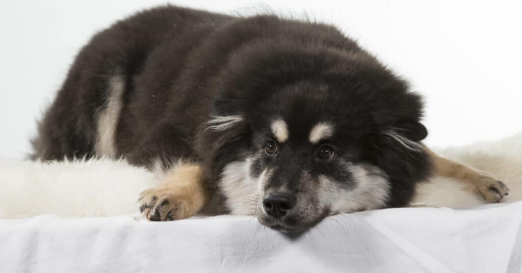 isolated Lapponian herder