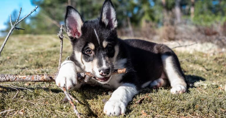 Lapponian herder puppy chewing on a stick