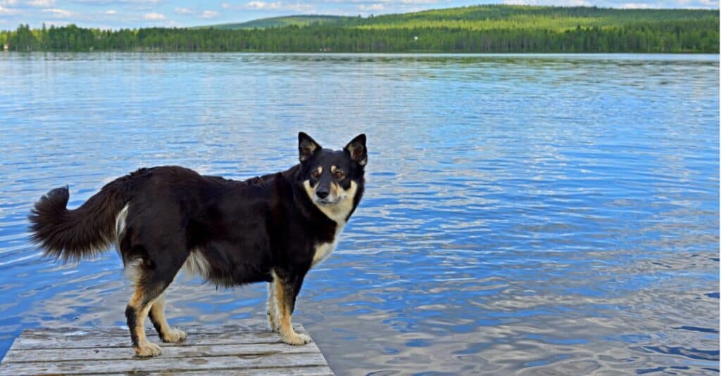 Lapponian herder standing on the dock