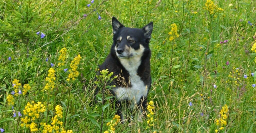 Lapponian herder sitting in a field of flowers