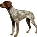 Pointers are bred primarily as hunting companions, and as such, they are single-minded when out in a field environment. 
