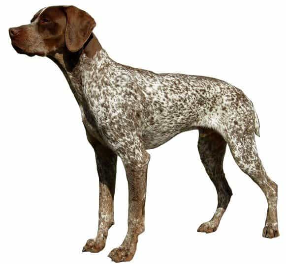 French pointer sale