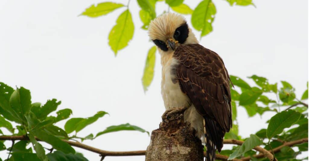 Birds that eat snakes: Laughing Falcon