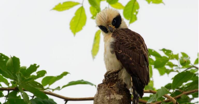 Birds that eat snakes: Laughing Falcon