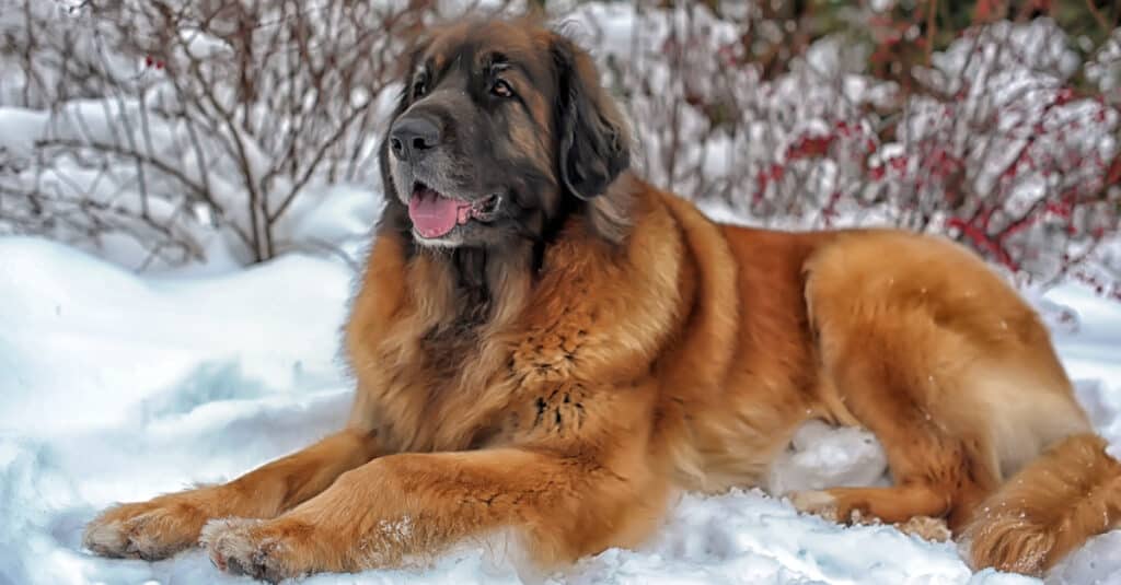 Leonberger laying in snow