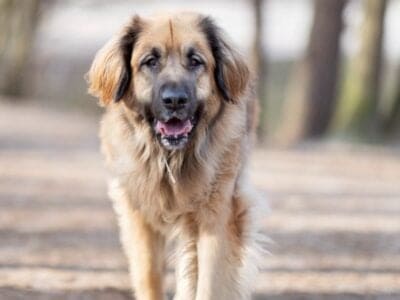 Leonberger Picture