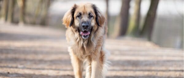 Estrela Mountain Dog vs Leonberger: What’s the difference? - Unianimal
