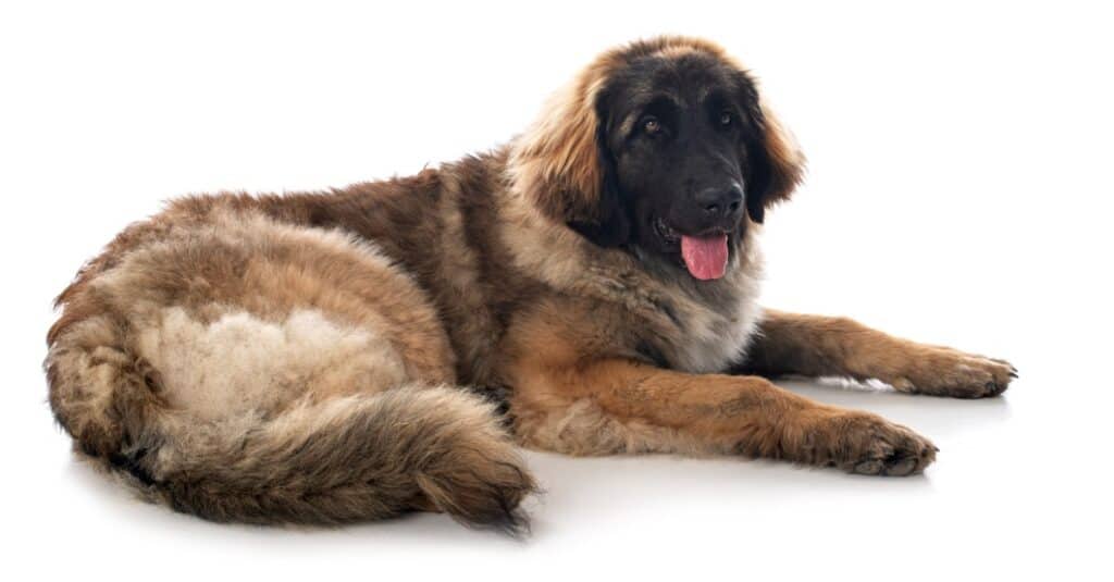 isolated Leonberger