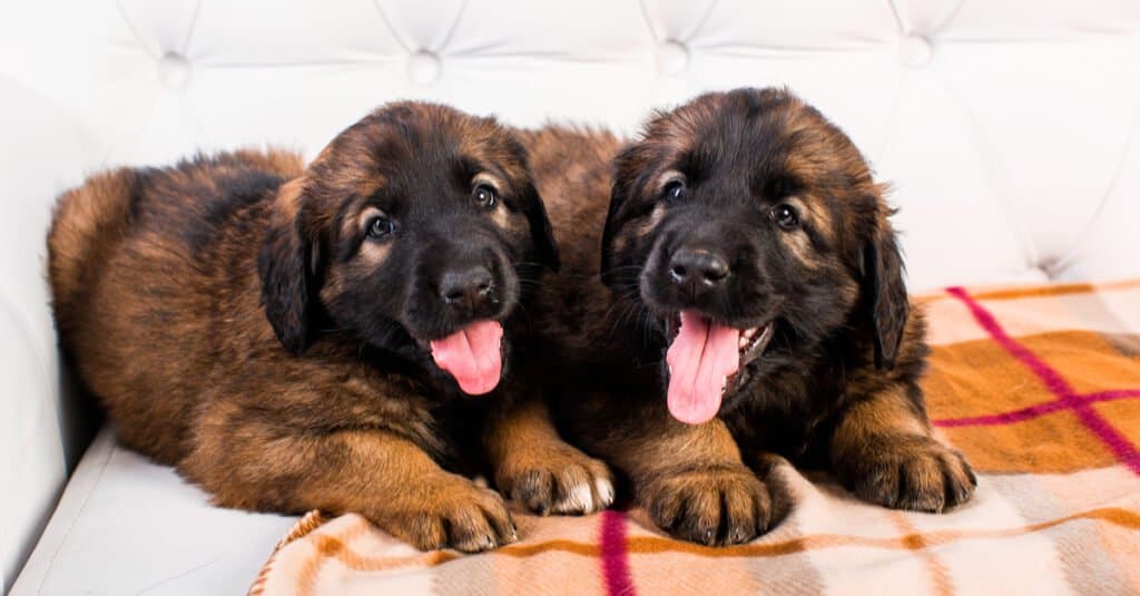 Leonberger puppies laying on a blanket together