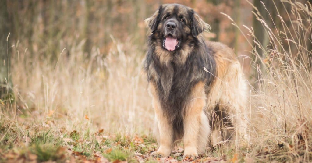 Leonberger standing in the field