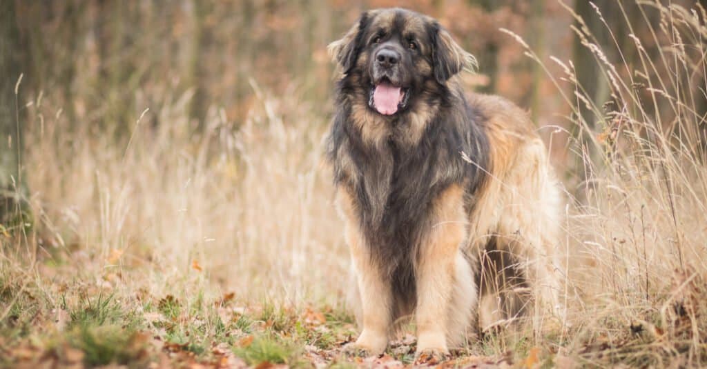 Leonberger standing in field. 