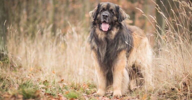 Leonberger standing in field