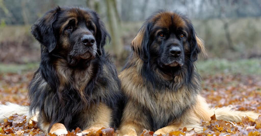 two Leonbergers laying in leaves