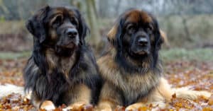 Leonberger Lifespan: How Long Do These Dogs Live? Picture