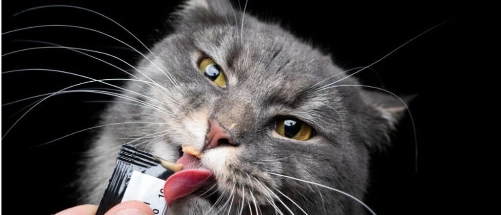 Cat enjoying a packaged treat.