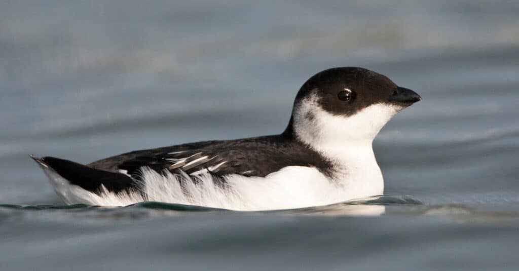 Loài chim trông giống chim cánh cụt: Little Auk