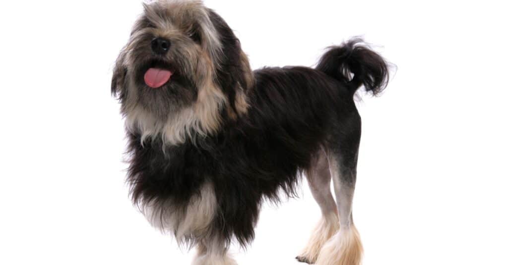 Lowchen Dog isolated on a white background.
