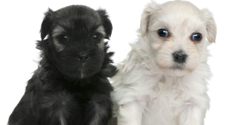 Two cute Lowchen or Petit Chien Lion puppies, 3 weeks old.