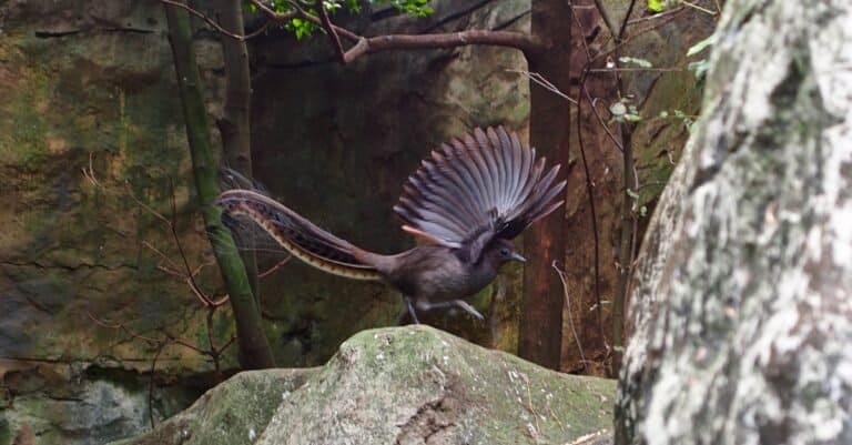Male Lyrebird dancing to attract a female.