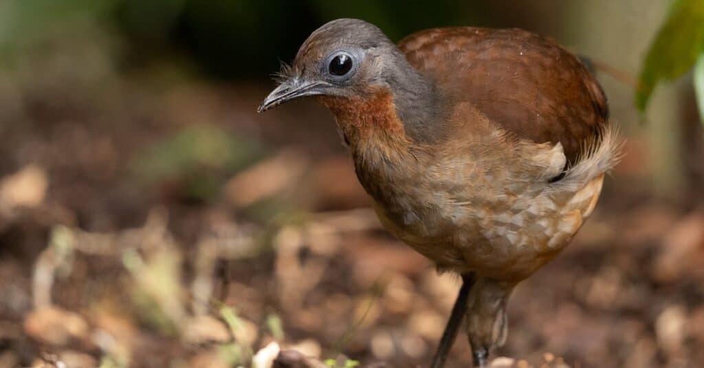 Albert's Lyrebird in Australian Forest, foraging for food.