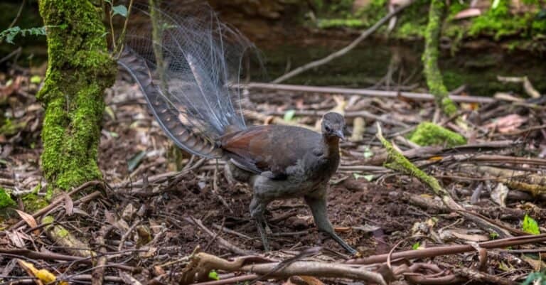 Lyrebird eating in the Sherbrook forest located the dandenongs near Melbourne.