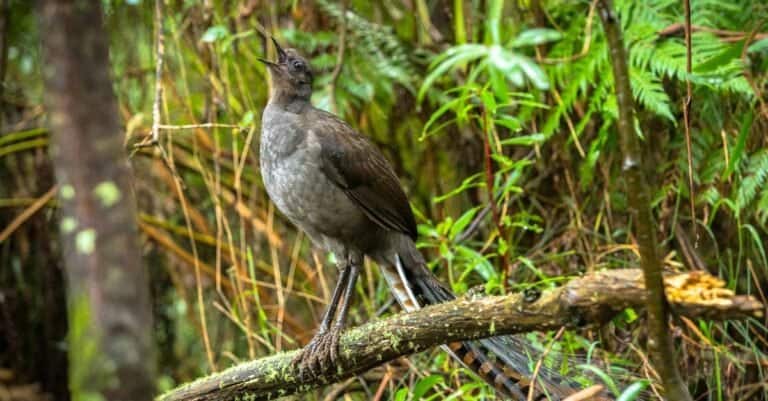 A lyrebird in song. A lyrebird is a ground dwelling Australian bird.