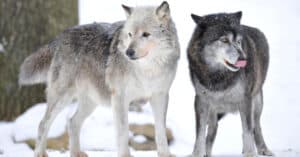 See British Adventurer Meet a Wolf Pack In the Dead of Winter Picture