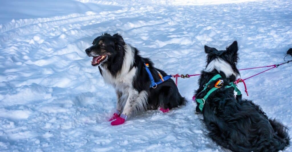 Mackenzie river huskies tired from running in the snow