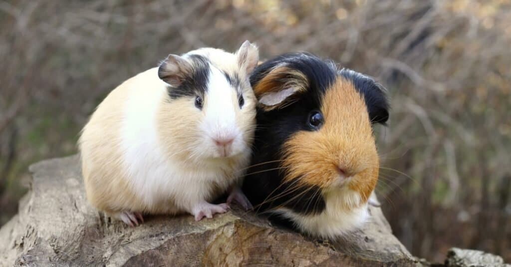 Male vs female guinea pig
