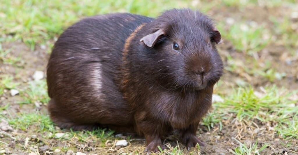 Male vs female guinea pig-on grass